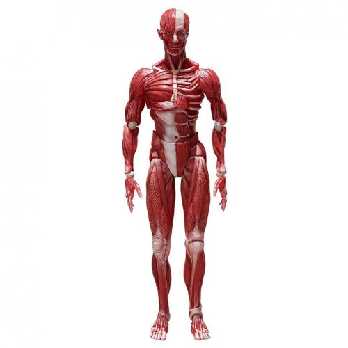 HUMAN ANATOMICAL MODEL FIGMA ACTION FIGURE